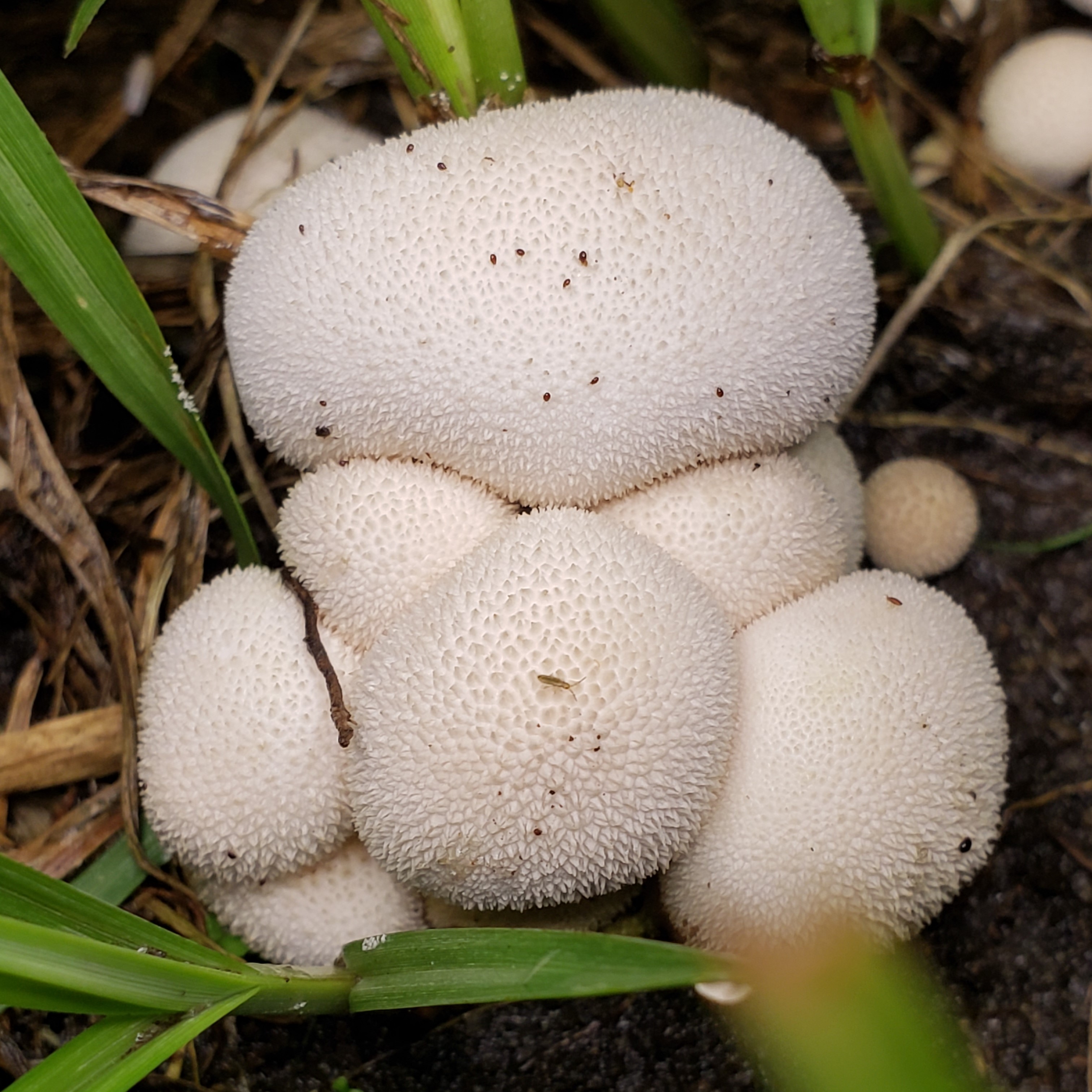 Picture of Lycoperdon pratense